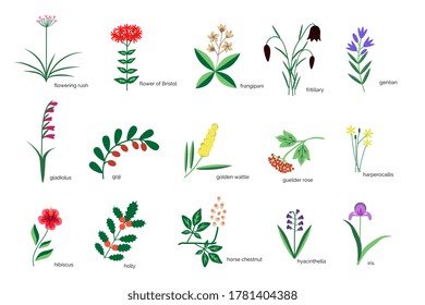 Isolated plants simple icons collection