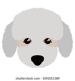 Isolated poodle avatar