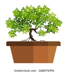 An isolated potted bonsai tree on a white background. Vector illustration.