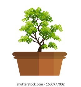 An isolated potted bonsai tree on a white background. Vector illustration.