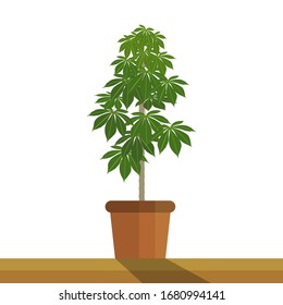 An isolated potted bonsai tree on a white background. Vector illustration.