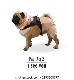 Isolated Pug dog with a watchful expression