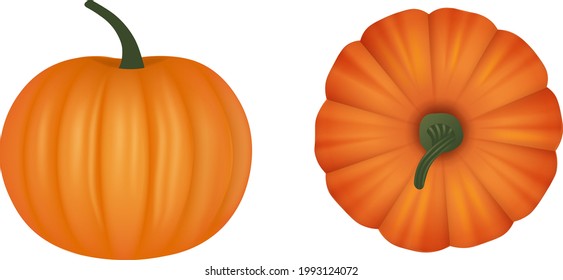 isolated pumpkin illustration. top and side view