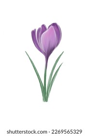 Crocus morado aislado para tarjetas, afiches, patrones, fondos de pantalla. Ilustración vectorial.