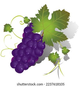 einzelne violette Trauben und Blätter mit Farbverlauf-Schatten; Vektorgrafik
