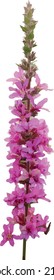 Isolated Purple Loosestrife (Lythrum salicaria) Wildflower