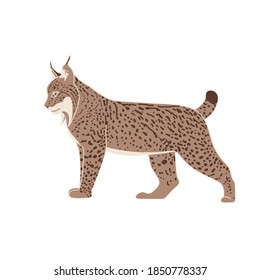 Isolated Pyrenean lynx in flat style on white background. Endangered species. Stoke vector illustration.