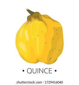 Isolated quince on a white background. Yellow fruit. Print, banner, label, poster, sticker, logo, promotional material. Vector illustration.