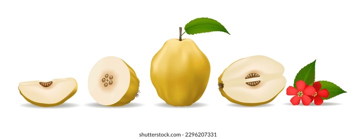 Isolated quinces. Quince whole half slices fruits and red flowers set isolated on white background, cydonia oblonga apples in realistic colour style