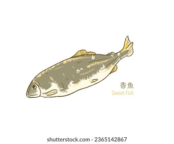 Isolated raw Sweet Fish Ayu
