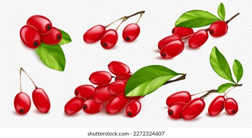 Isolated realistic 3d barberry, goji plant in vector. Fresh berberis branch element for organic culinary jam decoration with wild twig. Botanical vegetarian exotic condiment and vitamin source.