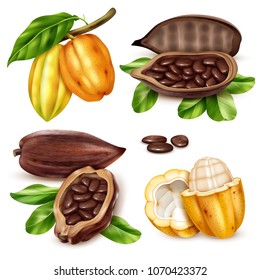 Isolated and realistic cocoa icon set with unripe and ripe fruit in cut form and whole vector illustration