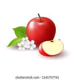 Isolated realistic colored red apple slice and whole juicy fruit with white flower, green leaves and shadow on white background.