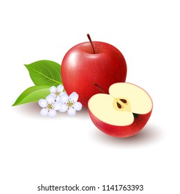 Isolated realistic colored red half apple and whole juicy fruit with white flower, green leaves and shadow on white background.