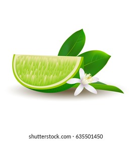 Isolated realistic colored slice of juicy green lime with green leaf, white flower and shadow on white background