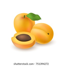 Isolated realistic colored two whole juicy apricots with stick and leaf and half apricot with pit with shadow on white background. Side view