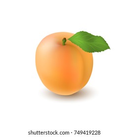 Isolated realistic colored whole juicy apricot with stick and green leaf with shadow on white background. Side view.