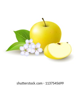 Isolated realistic colored yellow apple slice and whole juicy fruit with white flower, green leaves and shadow on white background.