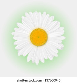 Isolated realistic daisy (chamomile) flower on a white background. Vector illustration