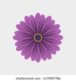 Isolated realistic daisy flower with many purple petals on white background.  Realistic style for banner, poster, promotion, web site, online shopping, advertising.