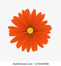 Isolated realistic daisy flower with many orange petals on white background.  Realistic style for banner, poster, promotion, web site, online shopping, advertising.