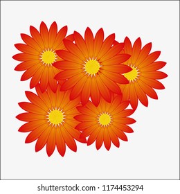Isolated realistic daisy flowers with many red petals on white background.  Realistic style for banner, poster, promotion, web site, online shopping, advertising