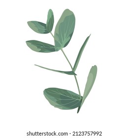 Isolated realistic eucalyptus leaves. Silver Dollar eucalyptus.
