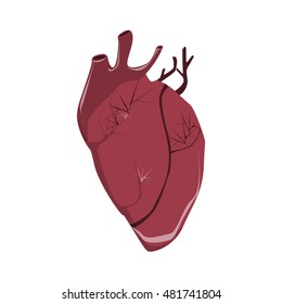 Isolated realistic human heart on white background. Human anatomy. Organ with artery, aorta, blood and more.