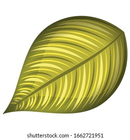 Isolated realistic leaf. Natural plant - Vector illustration