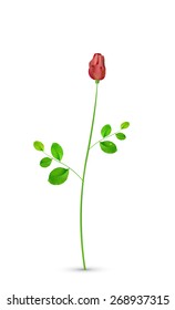 isolated realistic red rose on white background, vector