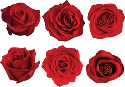 Isolated Realistic Red Rose Vectors