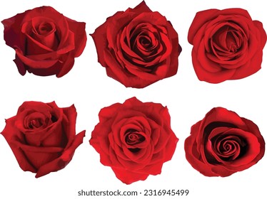 Isolated Realistic Red Rose Vectors