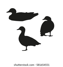 Isolated realistic silhouette of birds. Abstract black ducks. Wild birds on the white background. Vector illustration. Perfect for icon and logo design. 