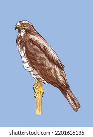 Isolated realistic standing Butastur indicus in digital pastel drawing illustration art 