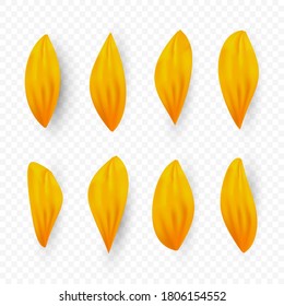 Isolated realistic sunflower petals with shadow on transparent background. Vector 3d yellow flower, plant elements for design. Summer orange petals. Illustration