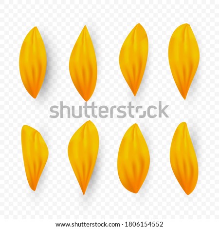 Isolated realistic sunflower petals with shadow on transparent background. Vector 3d yellow flower, plant elements for design. Summer orange petals. Illustration