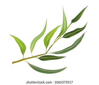 Isolated Realistic Vector Eucalyptus Leaves