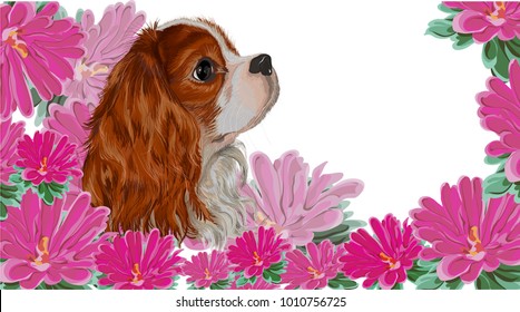 isolated realistically painted in vector dog breed cavalier king spaniel on asymmetric background of flowers pink asters, vet card