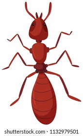 An isolated red ant illustration
