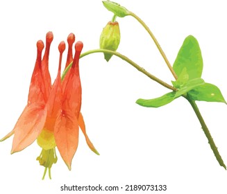 Isolated Red Columbine (Aquilegia canadensis) Woodland Wildflower 