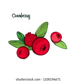 Isolated red cranberry with leaves. Vector illustration