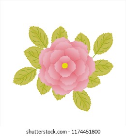 Isolated red flat rose with green leaves on white background.  Realistic style for banner, poster, promotion, web site, online shopping, advertising.