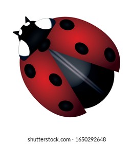 Isolated red ladybug image. Cute isect - Vector