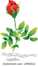 Isolated red rose with shadow
