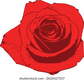 Isolated red rosebud without stem  a close-up illustration focusing on the petals and inner structure, symbolic and ornamental. The focus is on the intricate layering of petals and the inner structure