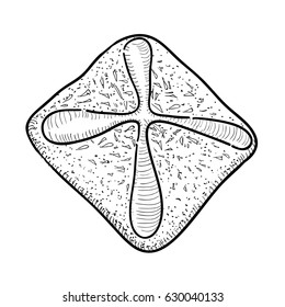 Isolated retro hand drawn bakery cookie, Vector illustration