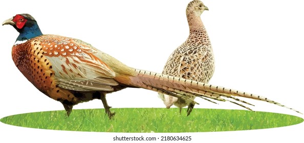 Isolated Ring Necked Pheasant Bird Couple in Grass