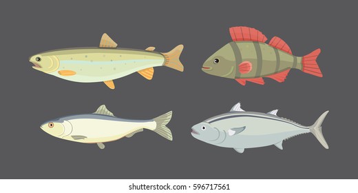 Isolated river fish. Set of freshwater sea cartoon fishes. Fauna ocean vector illustration