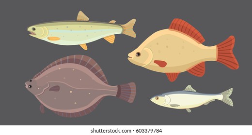 Isolated river fish. Set of freshwater sea cartoon fishes. Fauna ocean vector illustration