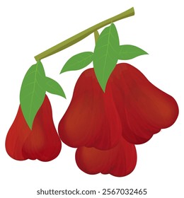 isolated rose apple on white background vector design